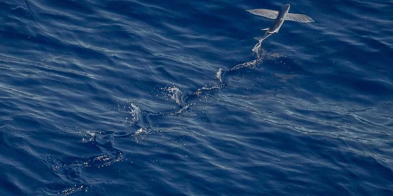 KAEUC深度评测：专业留学服务如何助力国际教育规划