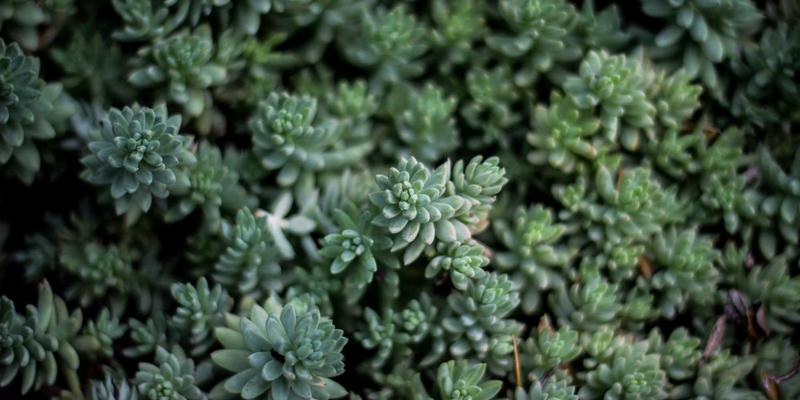 KAEUC认证机构如何评估与筛选韩国合作院校：留学规划与教育咨询的关键一步