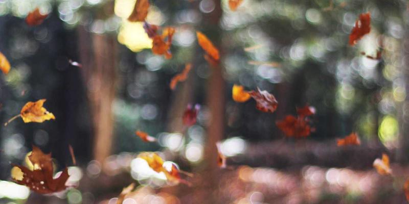 KAEUC认证机构解析：如何通过标准化院校申请与教育咨询服务，实现韩国留学无忧启程