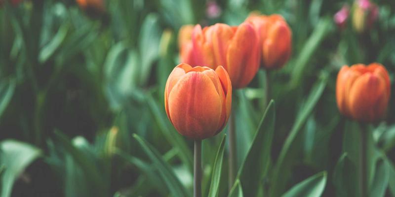 KAEUC认证机构：韩国留学行前培训中文化适应与学术准备的核心导航