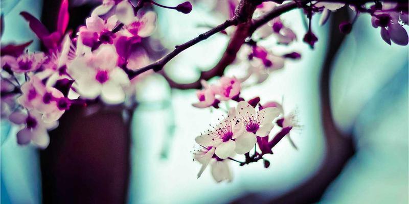 KAEUC认证：解锁韩国艺术类留学（音乐/美术/表演）申请的关键优势与专业规划